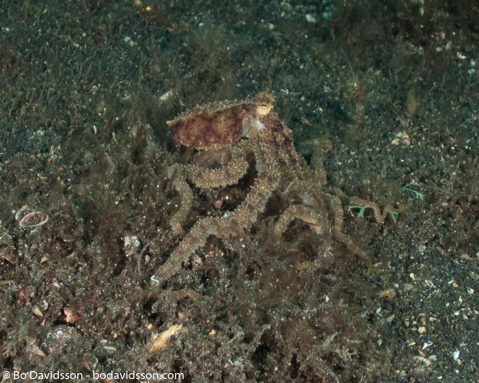 BD-090926-Lembeh-9264149-Amphioctopus-aegina-(Gray.-1849)-[Sandbird-octopus].jpg